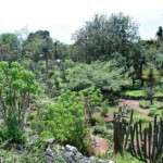 Jardín Botánico de la UNAM